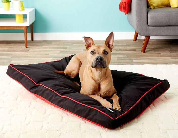 casper dog bed review sweet dreams for dogs