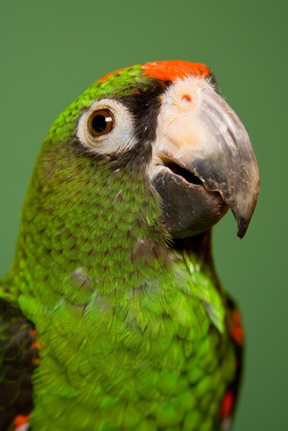 jardines parrot