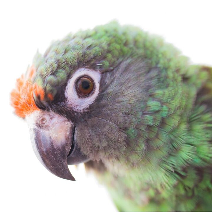 jardines parrot