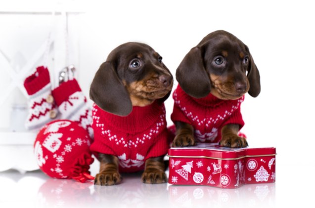 trader joes will sell treat filled advent calendars for dogs