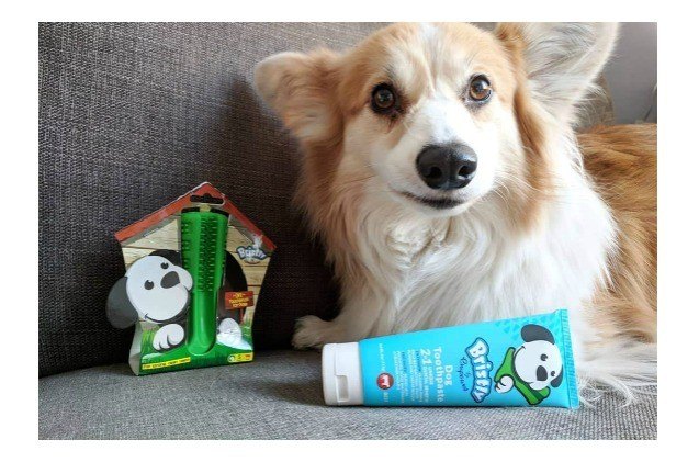 top 17 st patricks day gifts for dogs