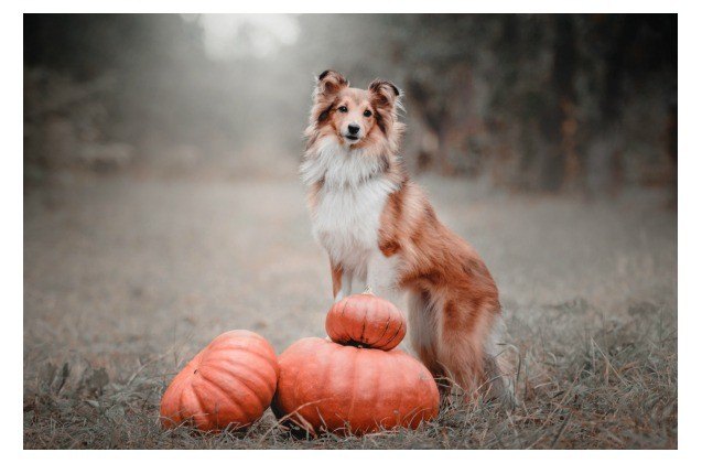 pumpkin spice pet essentials for a perfect fall