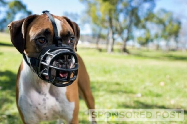 why the baskerville ultra muzzle is one of the best dog muzzles wev