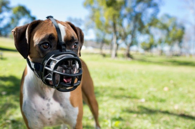 why the baskerville ultra muzzle is one of the best dog muzzles wev