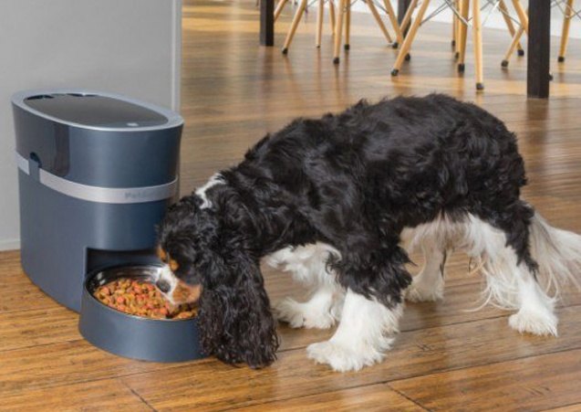 petsafe smart feed automatic pet feeder