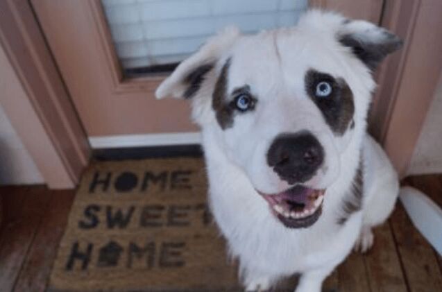 adoptable dog of the week anderson floofer