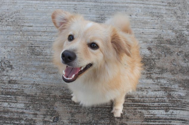 golden corgi, borbasth Shutterstock