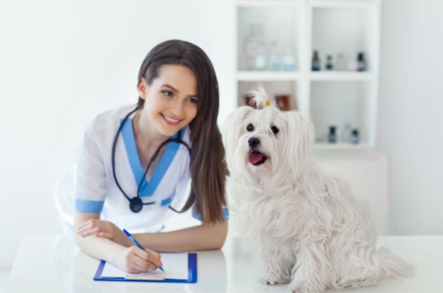 what factors go into determining monthly premium for dog insurance, Viktor Gladkov Shutterstock