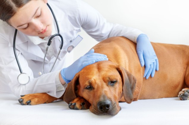 how do dog insurance companies check for pre existing conditions, Zontica Shutterstock